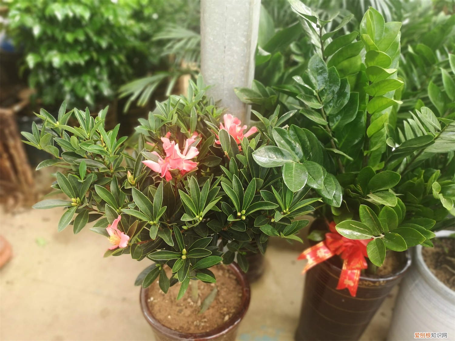 茶花叶子发黄怎么办小妙招 茶花叶子发黄怎么办