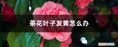 茶花叶子发黄怎么办小妙招 茶花叶子发黄怎么办