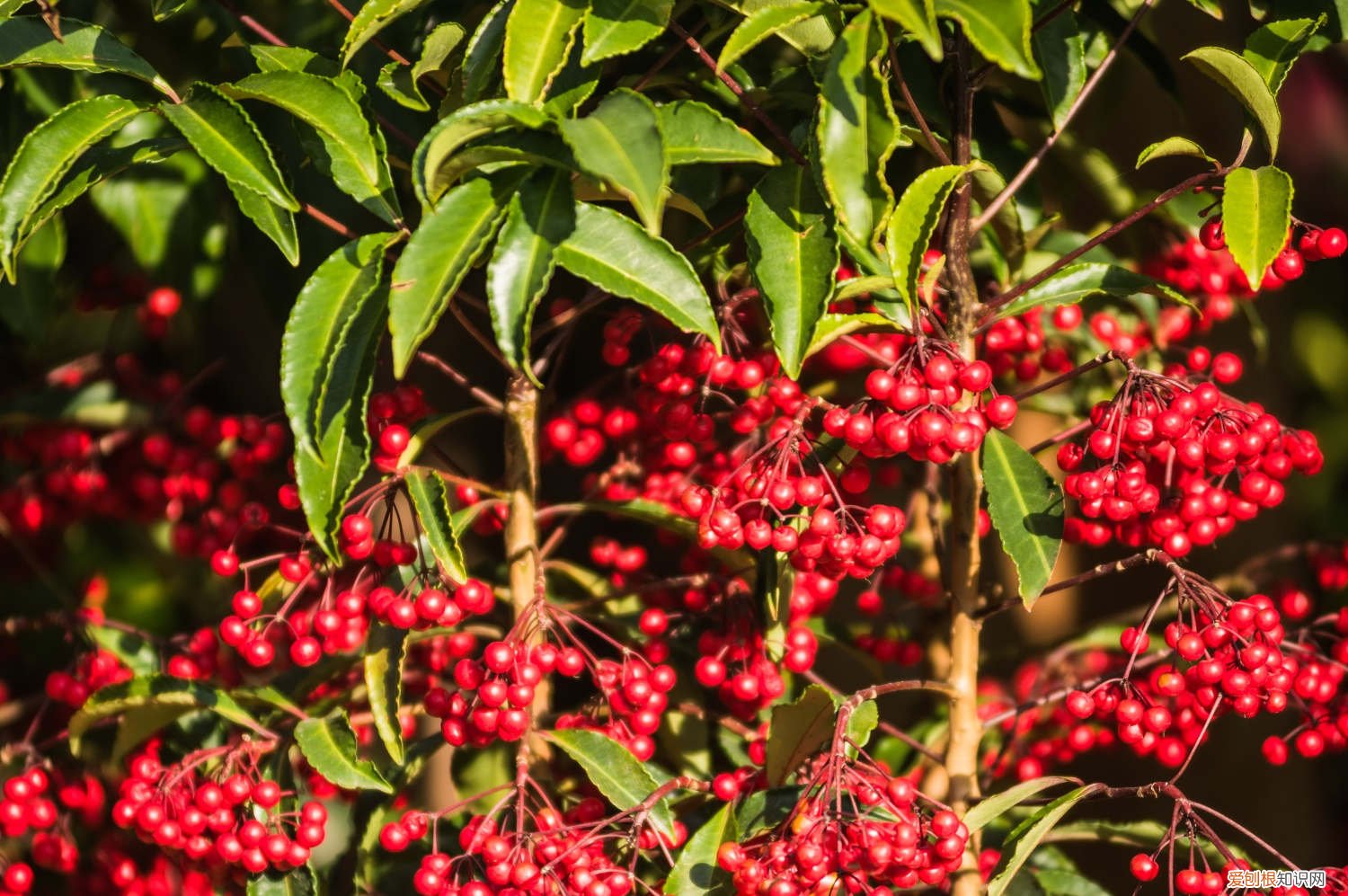 怎么让富贵籽结果多 怎么让富贵籽结果,落果了怎么办