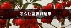 怎么让富贵籽结果多 怎么让富贵籽结果，落果了怎么办