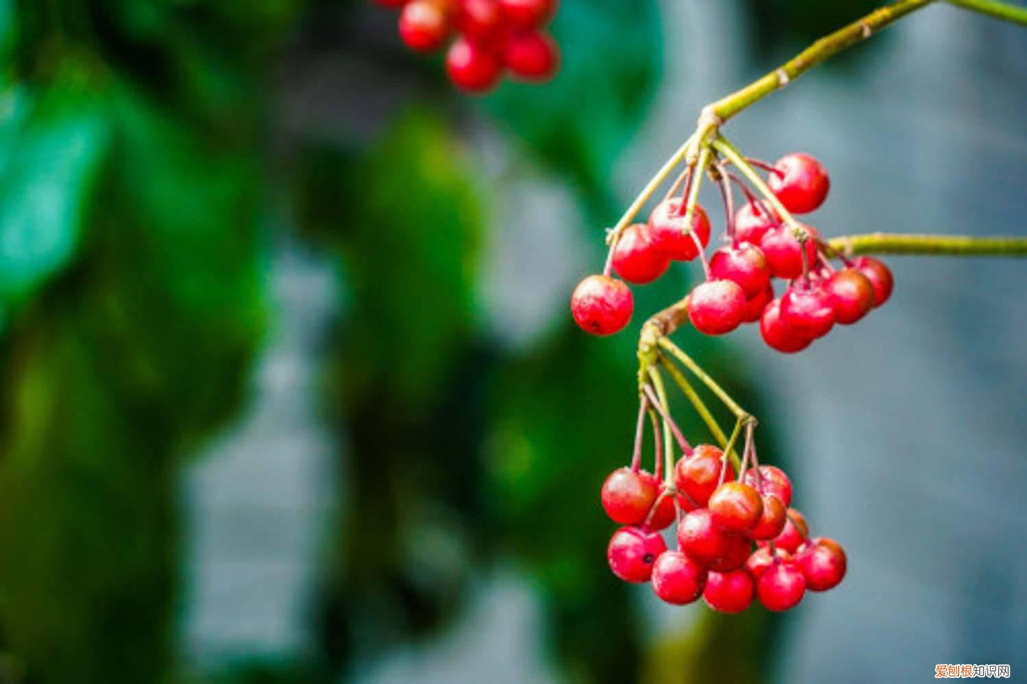 怎么让富贵籽结果多 怎么让富贵籽结果,落果了怎么办