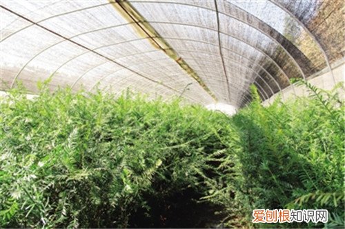 红豆沙树怎么种植 红豆沙树有哪些药用价值