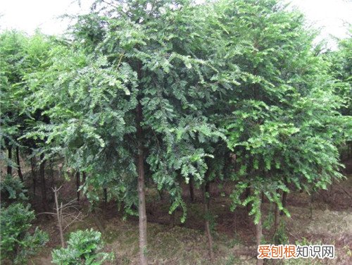 红豆沙树怎么种植 红豆沙树有哪些药用价值