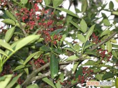 红豆沙树怎么种植 红豆沙树有哪些药用价值