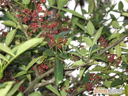 红豆沙树怎么种植 红豆沙树有哪些药用价值