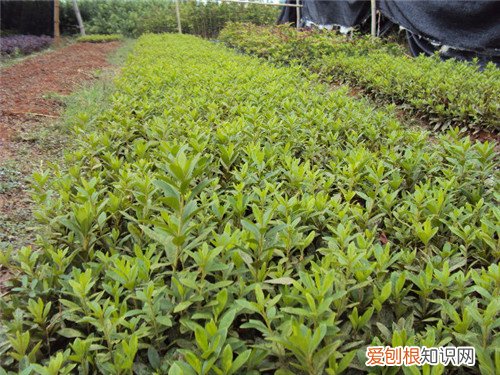 红豆沙树怎么种植 红豆沙树有哪些药用价值