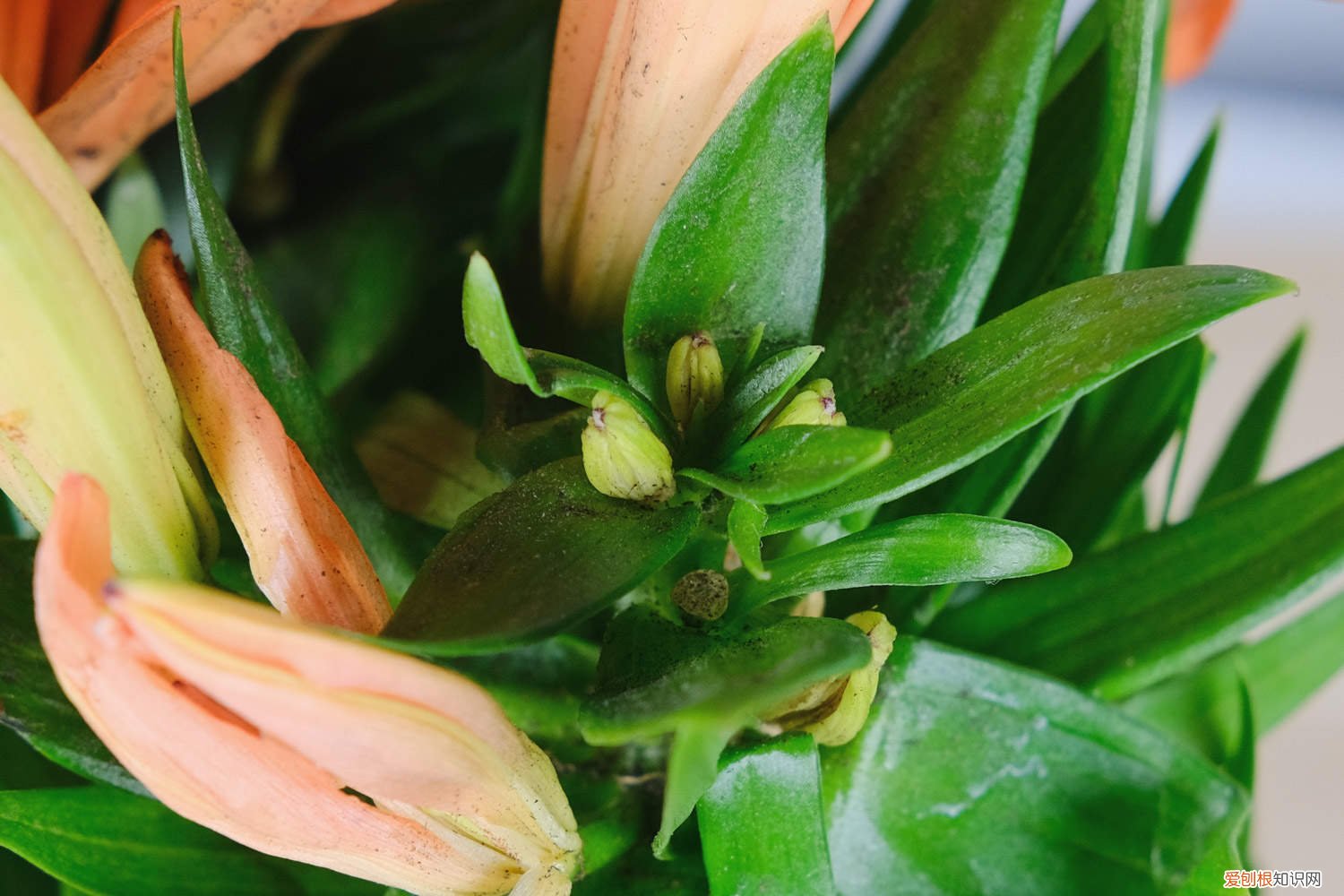 百合叶子发黄怎么办呢 百合叶子发黄怎么办