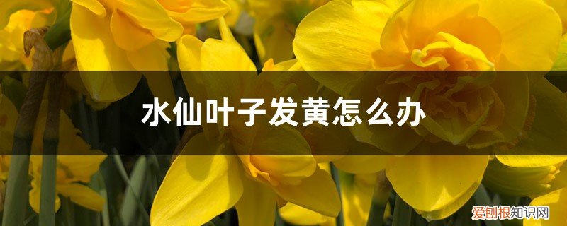 水仙的叶子黄怎么回事? 水仙叶子发黄怎么办