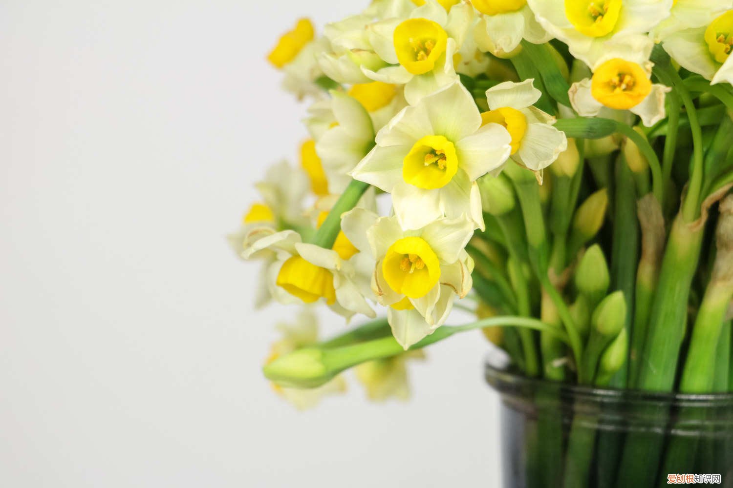 水仙的叶子黄怎么回事? 水仙叶子发黄怎么办