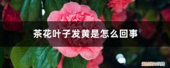 茶花的叶子有点儿黄,是怎么回事? 茶花叶子发黄是怎么回事