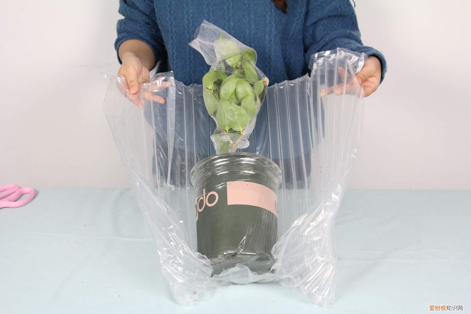 茶花的叶子有点儿黄,是怎么回事? 茶花叶子发黄是怎么回事