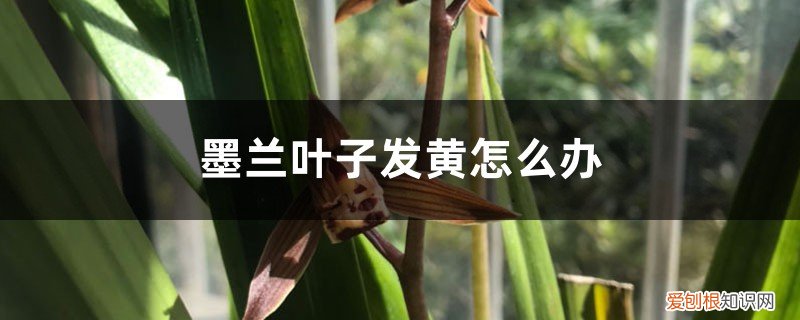 墨兰叶子有点发黄怎么回事 墨兰叶子发黄怎么办