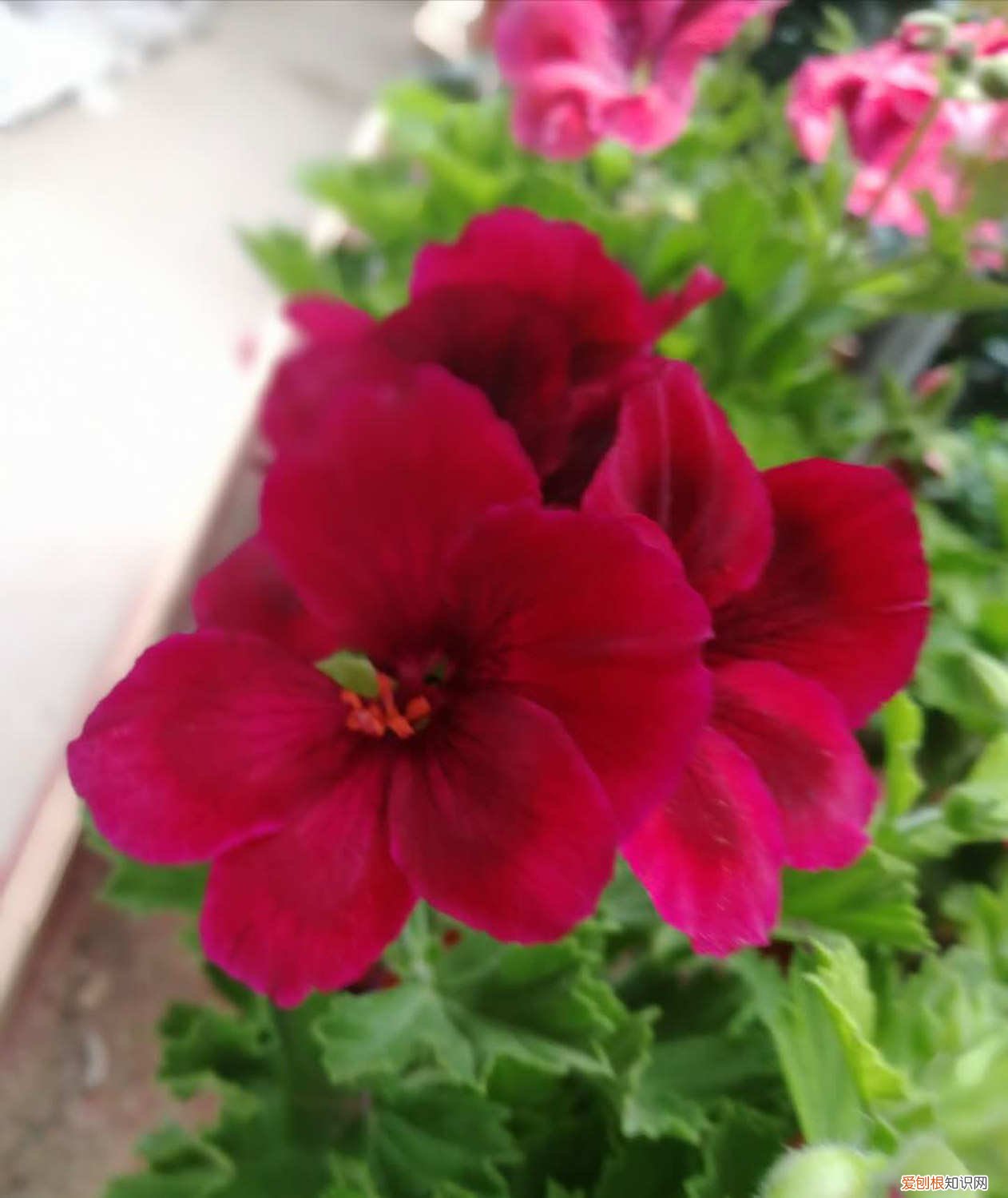 天竺葵叶子发黄是怎么回事 天竺葵叶子发黄怎么办