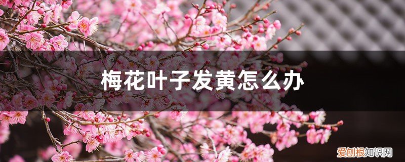 梅花叶片焦黄怎么办 梅花叶子发黄怎么办