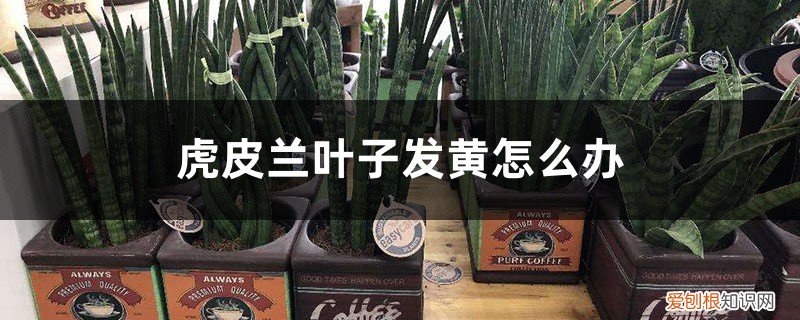 虎皮兰叶子边发黄是怎么回事 虎皮兰叶子发黄怎么办