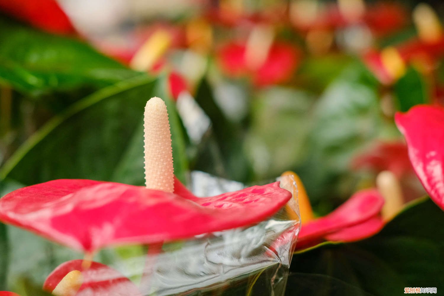 红掌叶子发黄怎么办 百度网盘 红掌叶子发黄怎么办