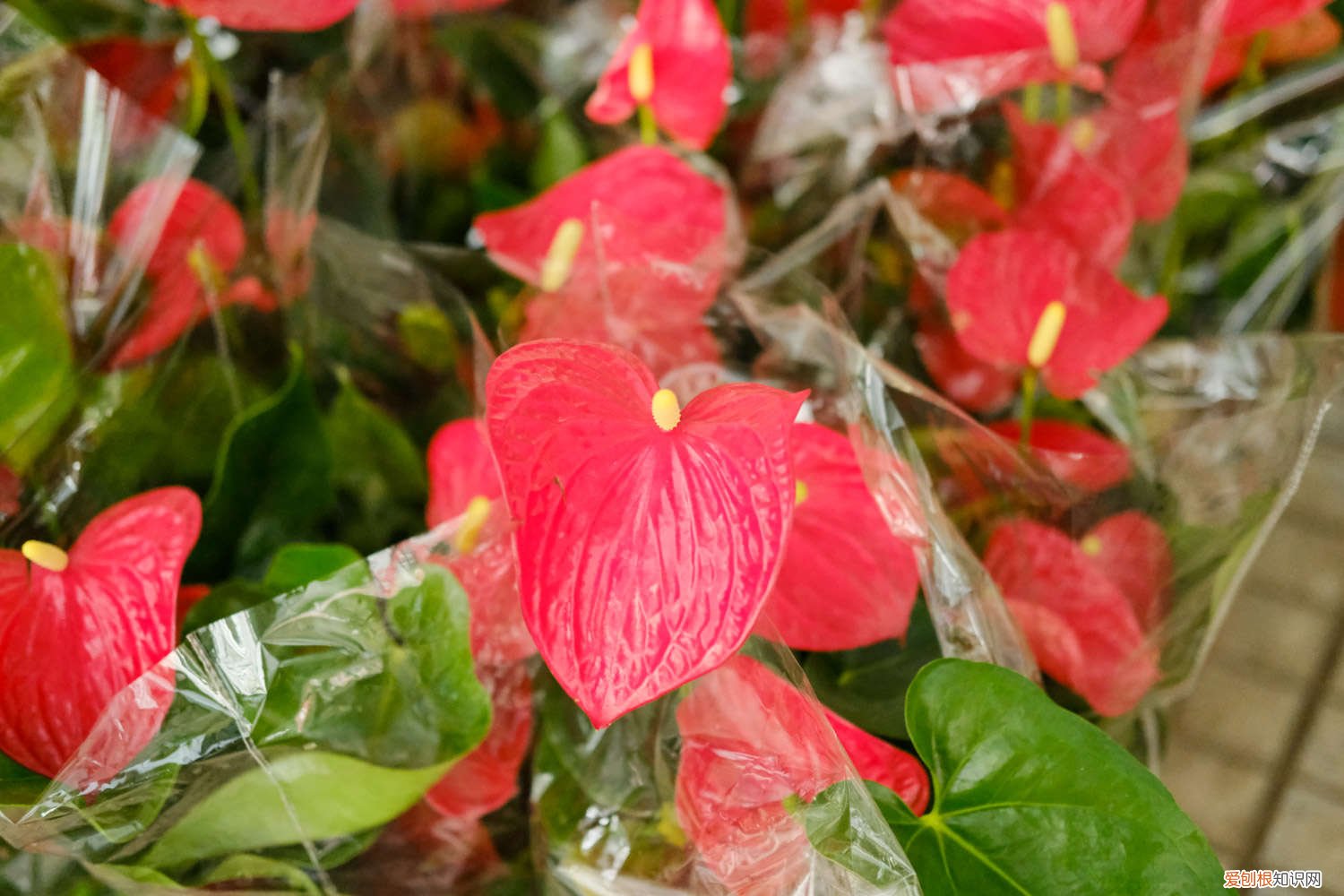 红掌叶子发黄怎么办 百度网盘 红掌叶子发黄怎么办