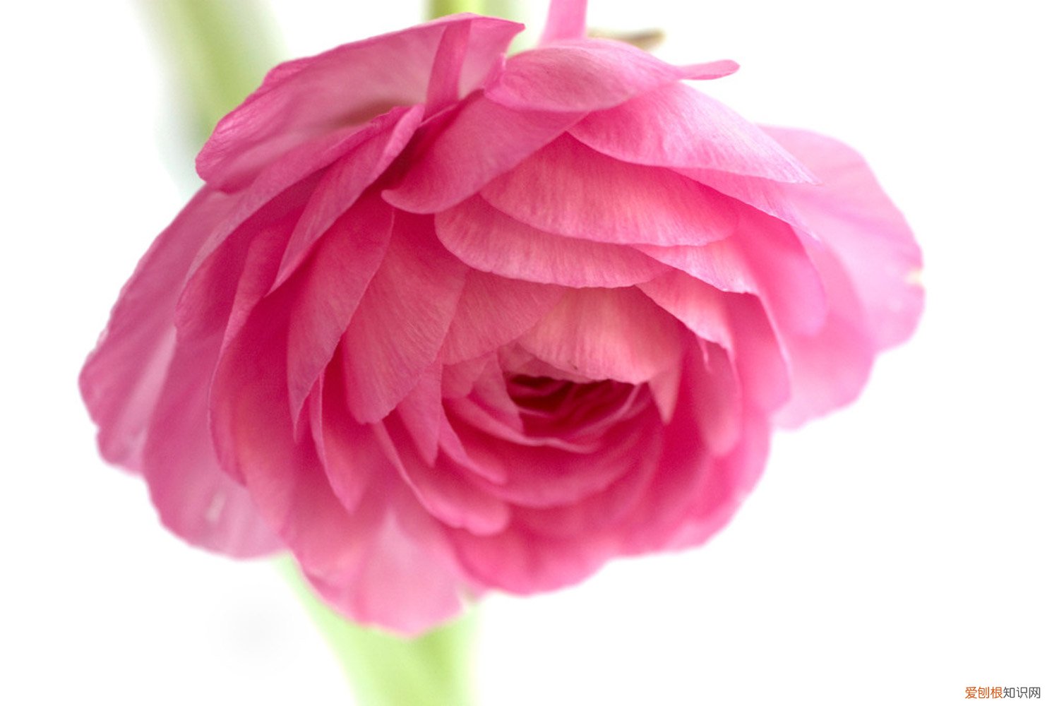 花毛茛叶子发黄是什么原因 花毛茛叶子发黄怎么办