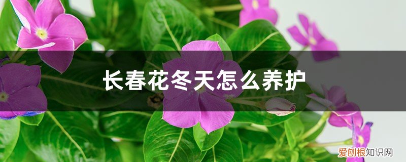 长春花冬天怎么养护,叶子发黄怎么办呢 长春花冬天怎么养护,叶子发黄怎么办