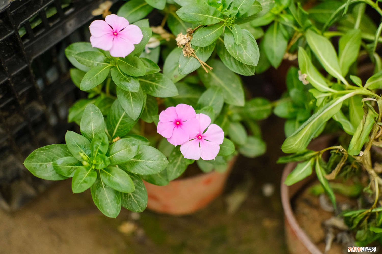 长春花冬天怎么养护,叶子发黄怎么办呢 长春花冬天怎么养护,叶子发黄怎么办
