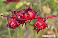 洛神花的功效有哪些孕妇可不可以喝洛神花茶