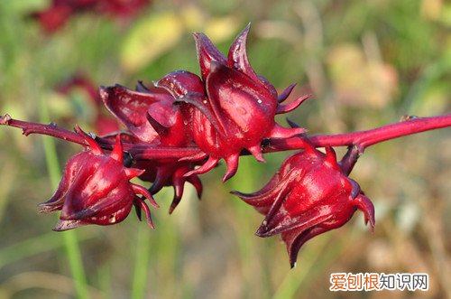 洛神花的功效有哪些孕妇可不可以喝洛神花茶