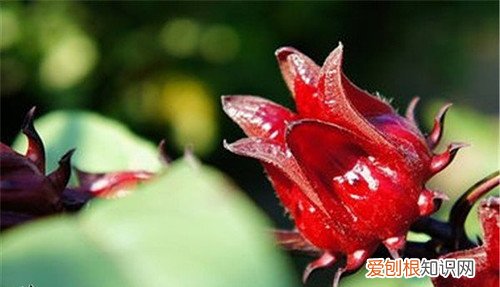 洛神花的功效有哪些孕妇可不可以喝洛神花茶