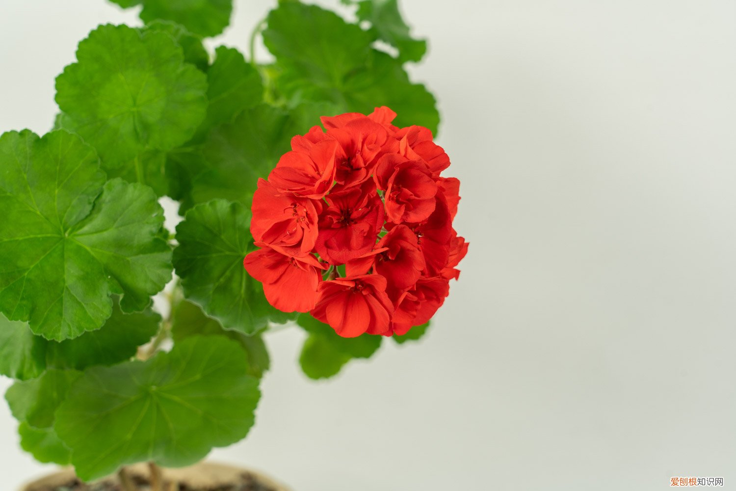 三角梅叶子发黄怎么办? 三角梅叶子发黄怎么办