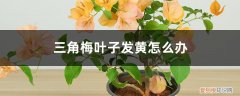 三角梅叶子发黄怎么办? 三角梅叶子发黄怎么办
