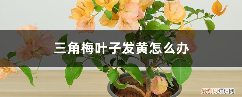 三角梅叶子发黄怎么办? 三角梅叶子发黄怎么办