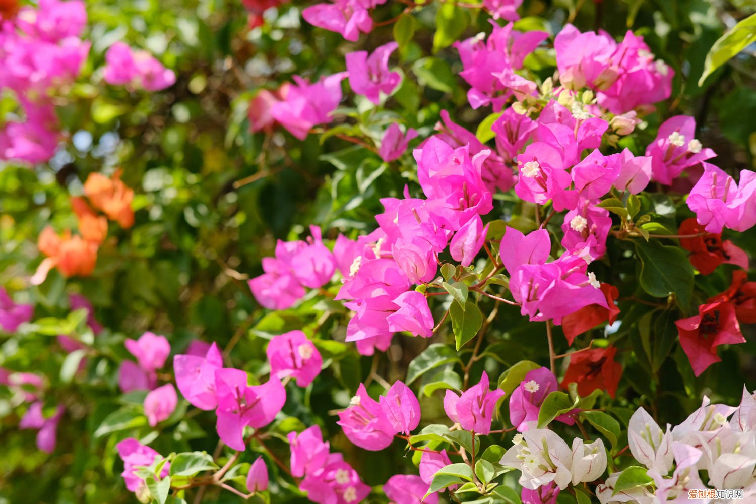 三角梅叶子发黄怎么办? 三角梅叶子发黄怎么办