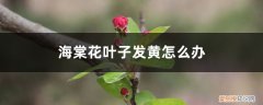 海棠花叶发黄不长是什么原因 海棠花叶子发黄怎么办