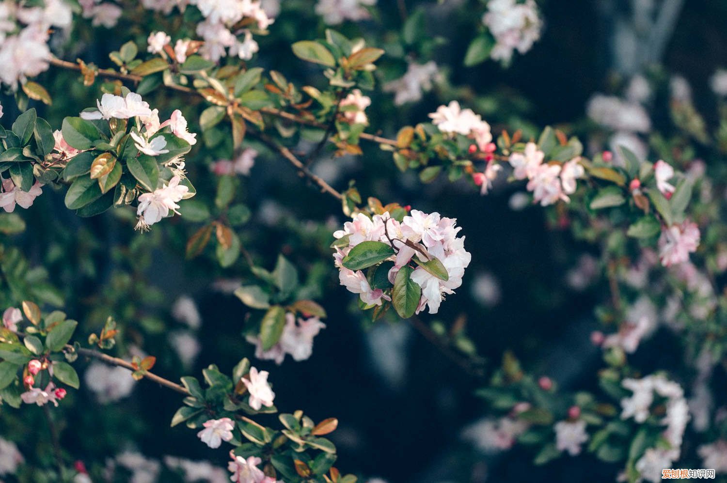 海棠花叶发黄不长是什么原因 海棠花叶子发黄怎么办