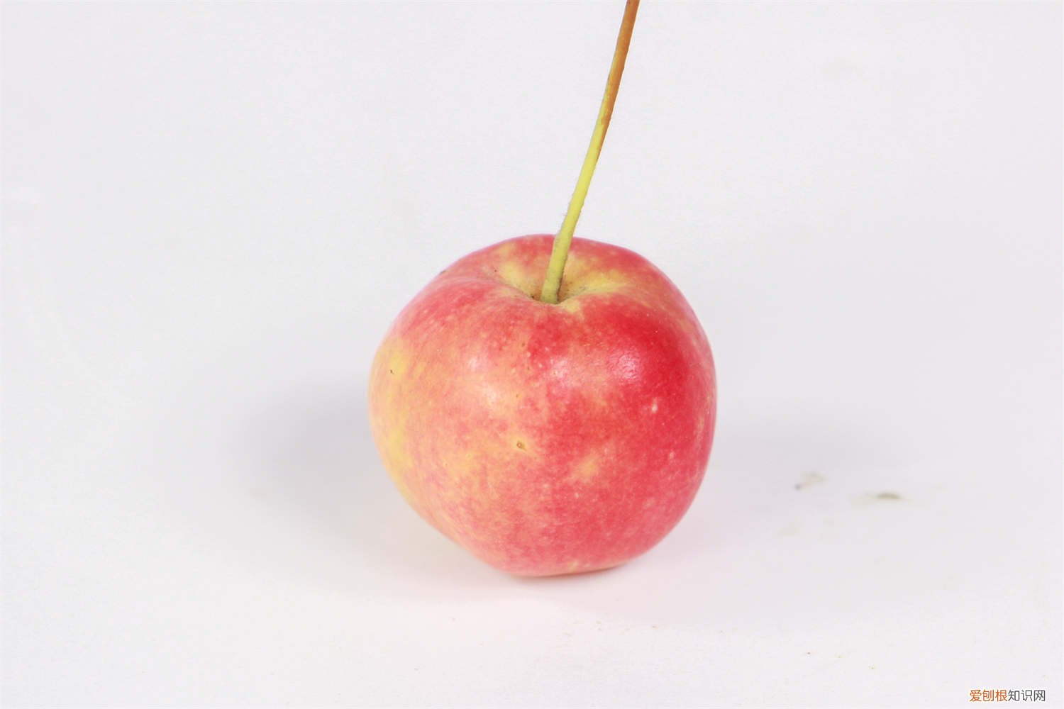 海棠花叶发黄不长是什么原因 海棠花叶子发黄怎么办