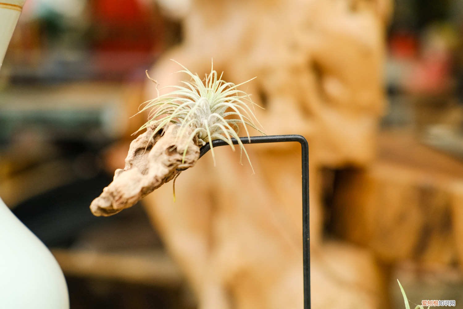 空气凤梨叶子尖变黄 空气凤梨叶子发黄怎么办