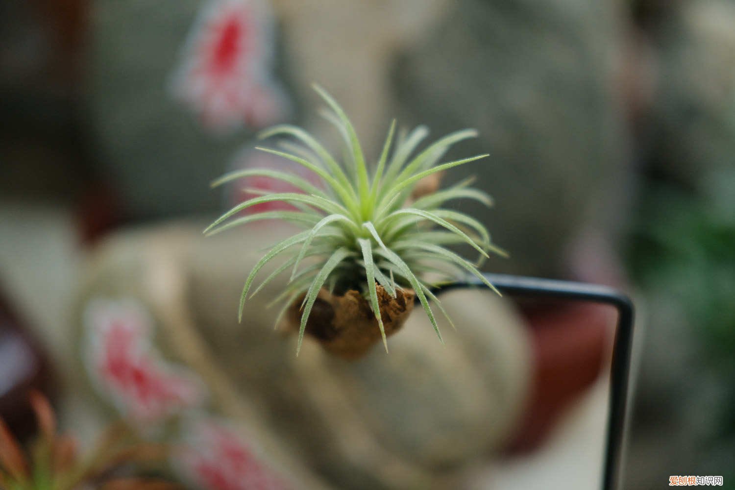 空气凤梨叶子尖变黄 空气凤梨叶子发黄怎么办