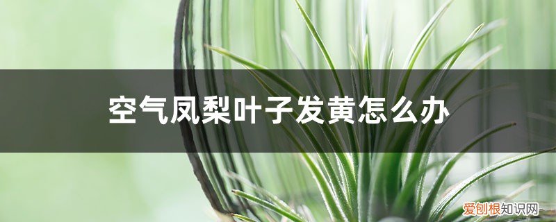 空气凤梨叶子尖变黄 空气凤梨叶子发黄怎么办