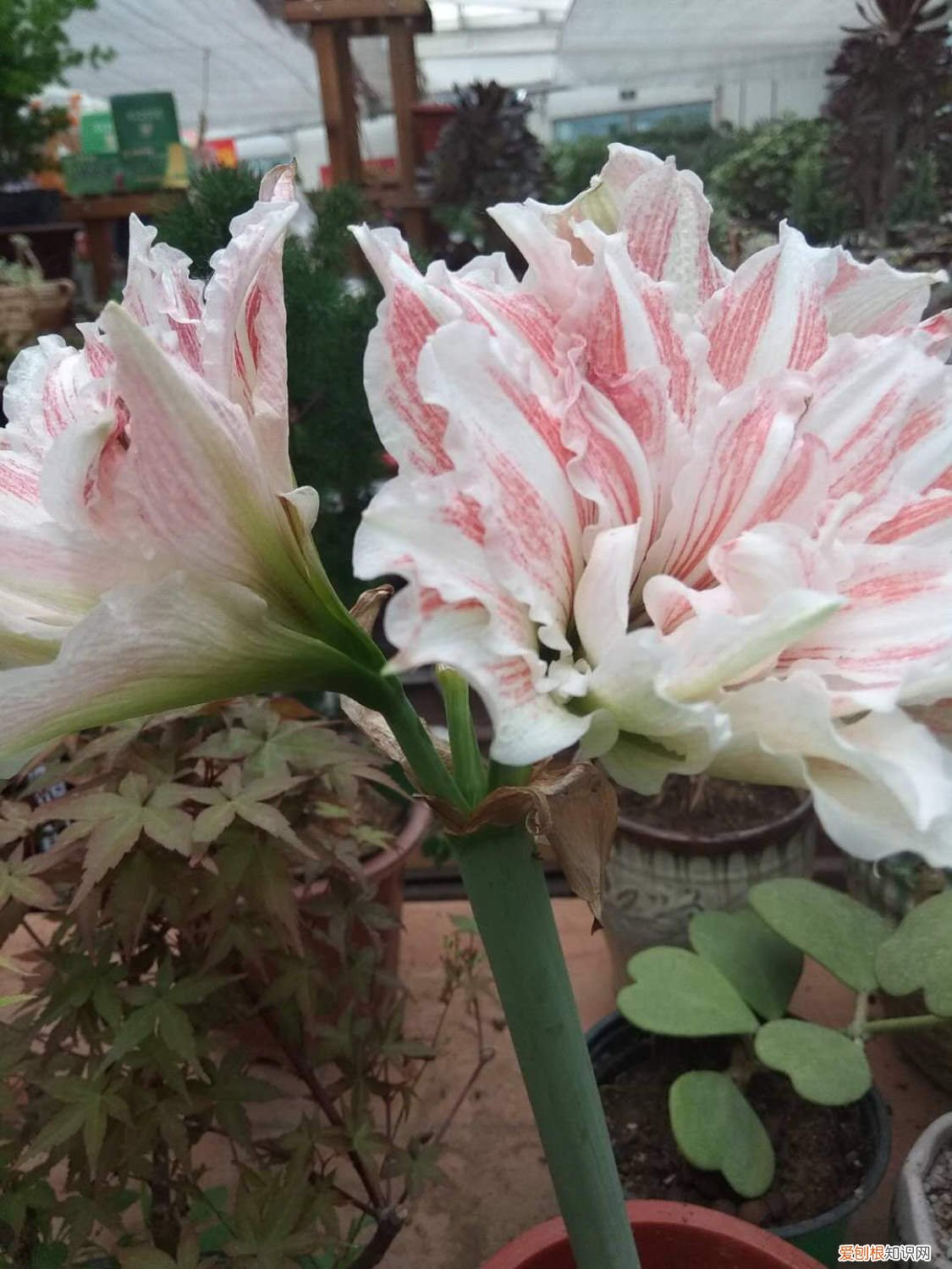 刚栽的朱顶红多久会发叶子 朱顶红叶子发黄是怎么回事