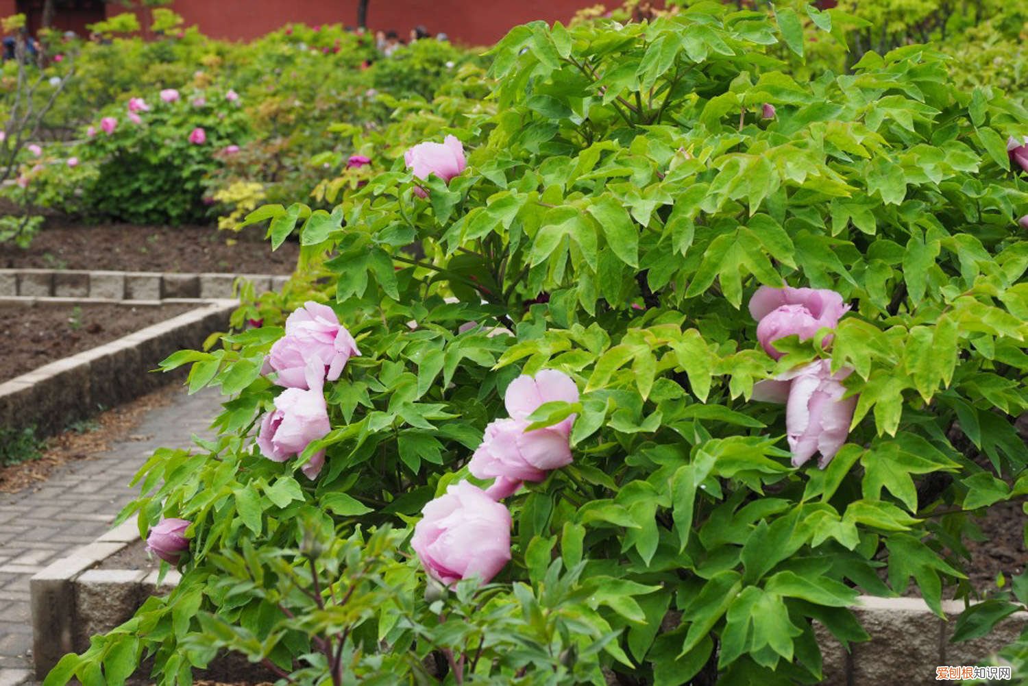 牡丹花黄叶了怎么办 牡丹花叶子发黄怎么办