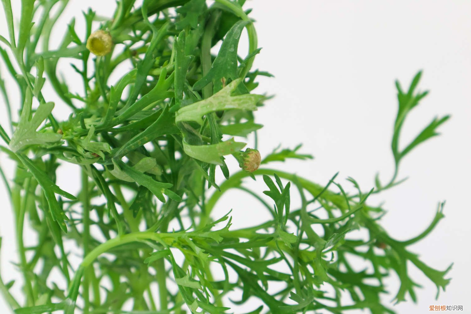 玛格丽特花叶子发黄干枯怎么办 玛格丽特叶子发黄怎么办