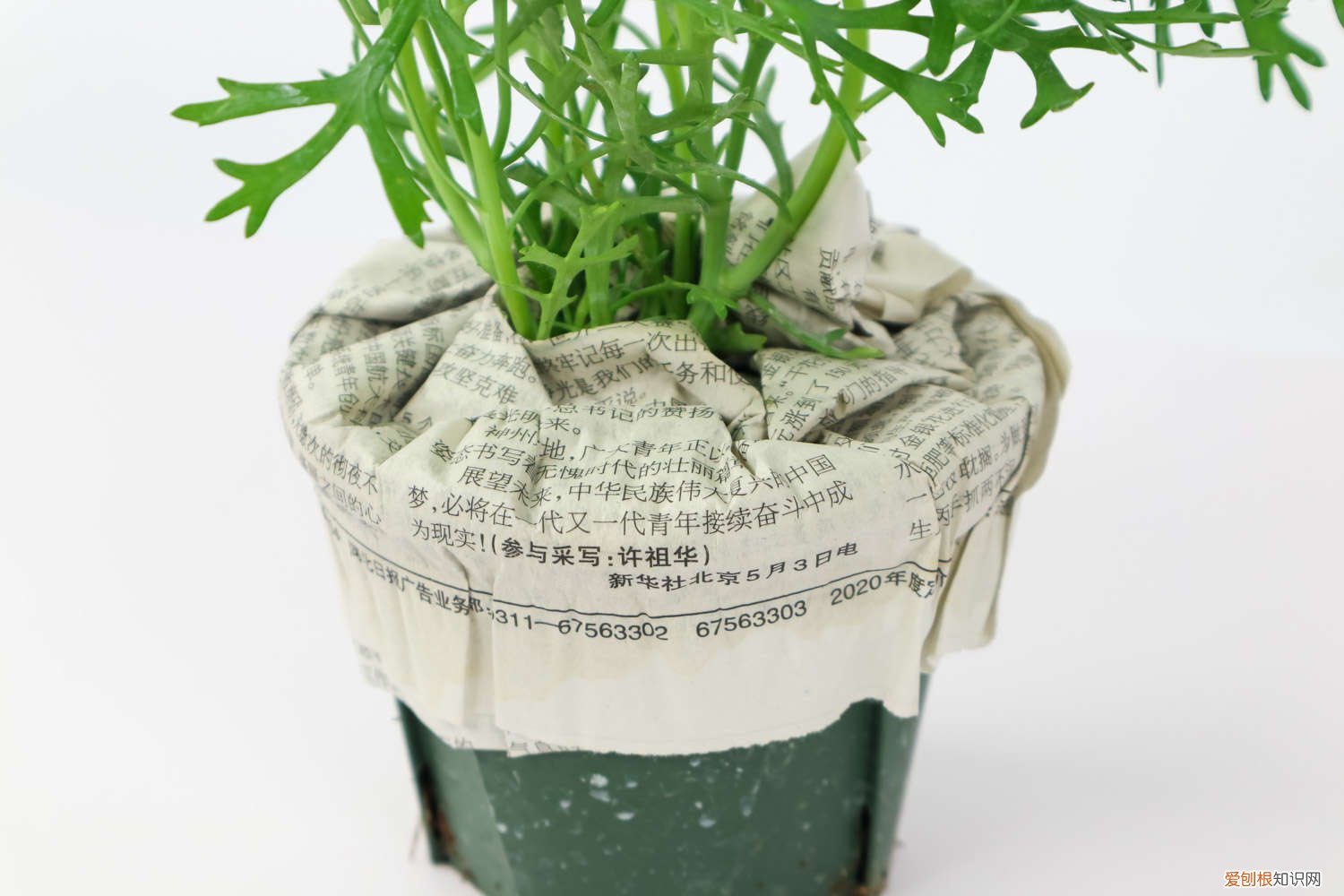 玛格丽特花叶子发黄干枯怎么办 玛格丽特叶子发黄怎么办