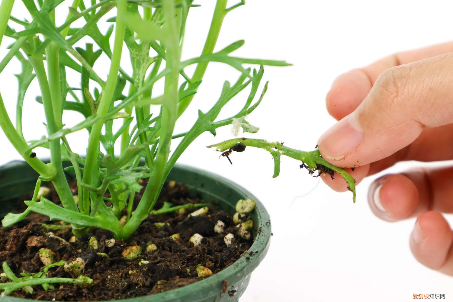 玛格丽特花叶子发黄干枯怎么办 玛格丽特叶子发黄怎么办