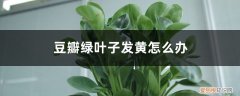 豆瓣绿叶子发黄怎么处理?处理不难 豆瓣绿叶子发黄怎么办