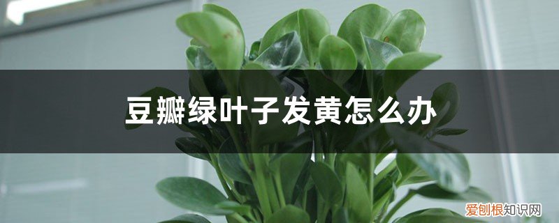 豆瓣绿叶子发黄怎么处理?处理不难 豆瓣绿叶子发黄怎么办