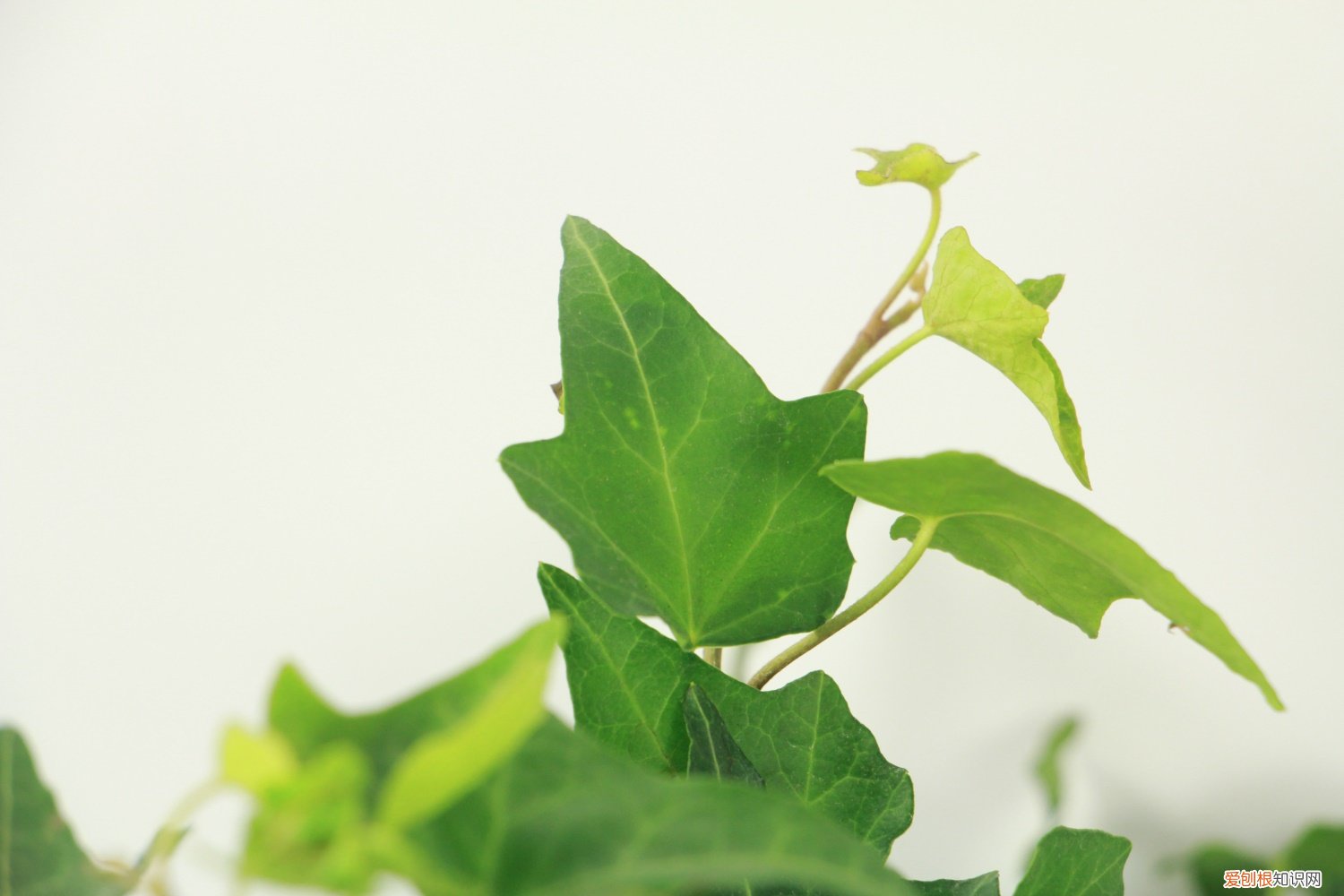 常春藤叶子黄了怎么办 常春藤叶子发黄怎么办