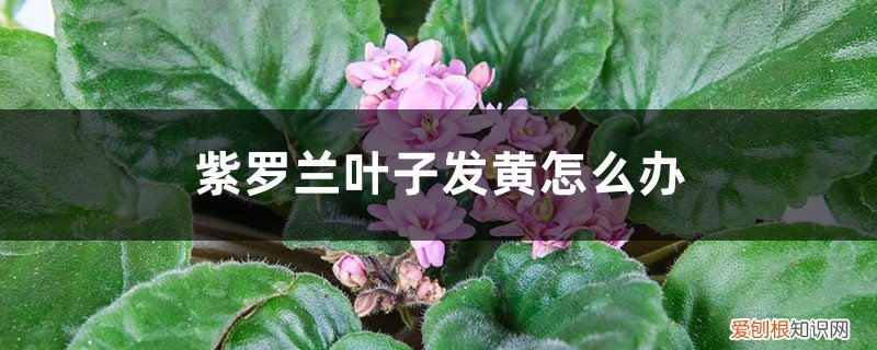紫罗兰叶子发黄是怎么回事 紫罗兰叶子发黄怎么办