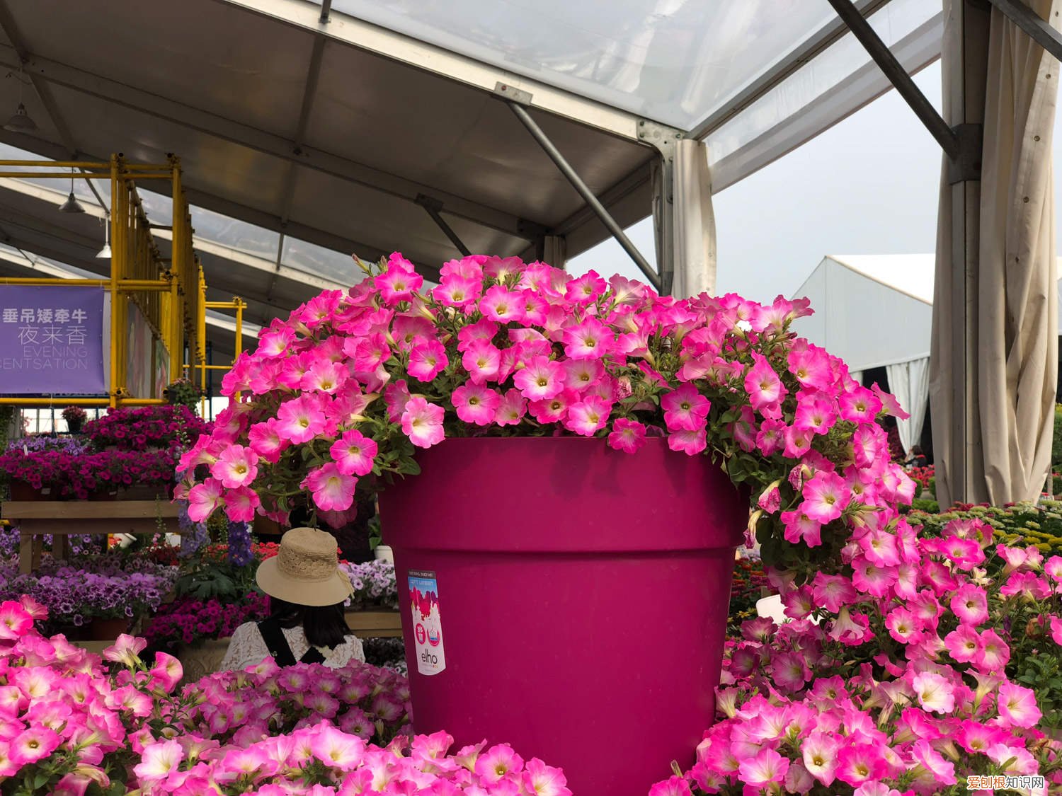 矮牵牛叶子黄了怎么办 矮牵牛叶子发黄怎么办