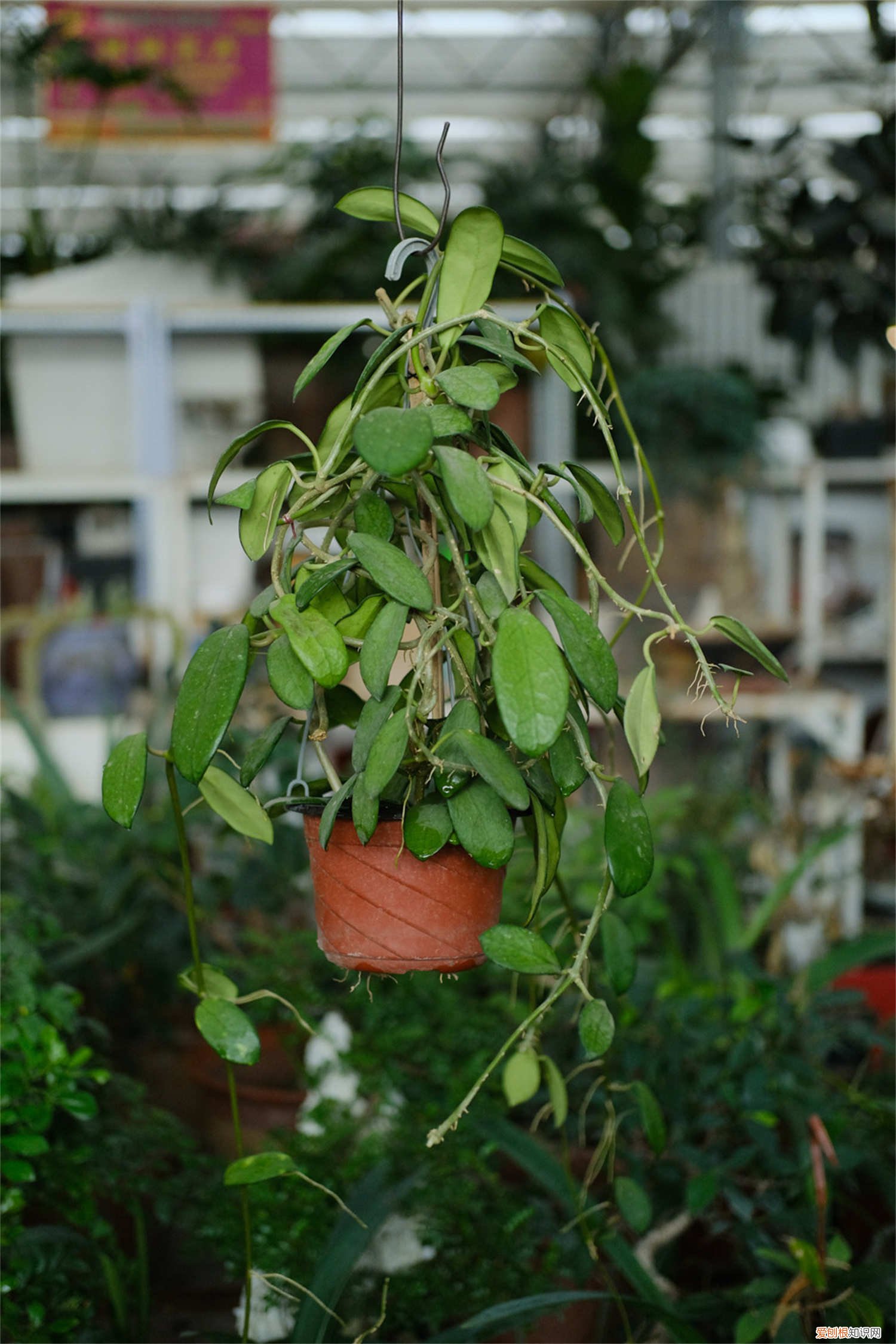 球兰叶子发黄怎么办? 球兰叶子发黄怎么办