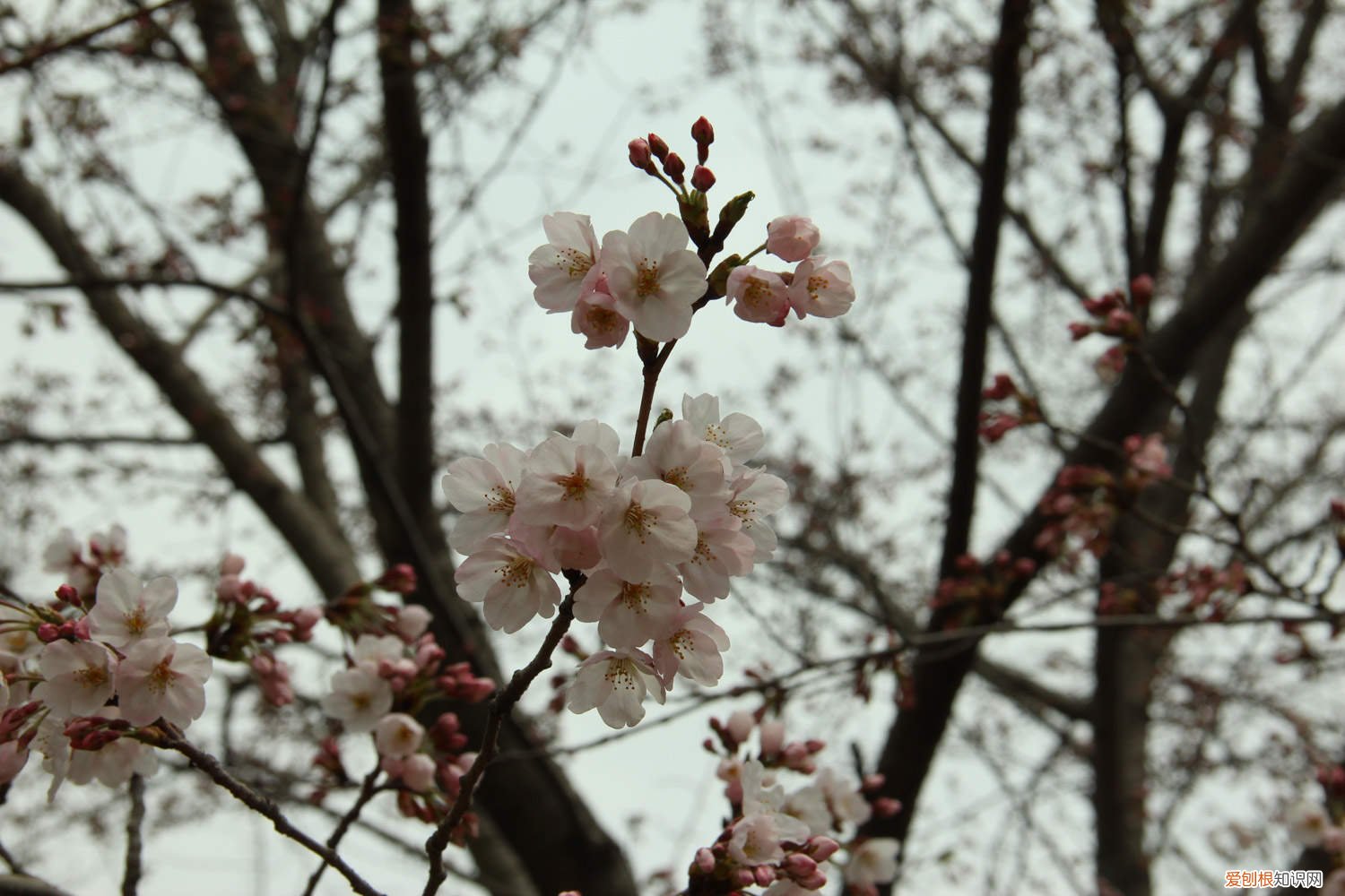 樱花叶子发黄怎么办用什么药 樱花叶子发黄怎么办