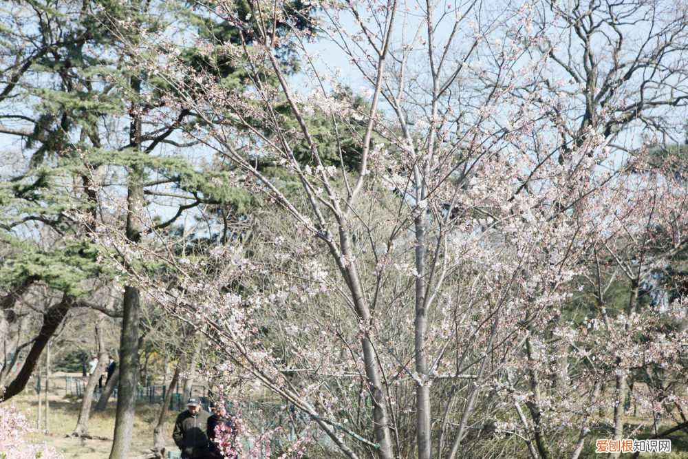 樱花叶子发黄怎么办用什么药 樱花叶子发黄怎么办